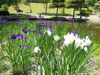 菖蒲（若狭瓜割名水公園）