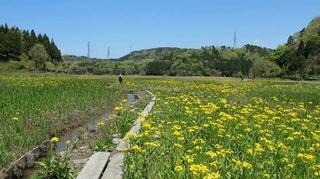 サワオグルマ（中池見湿地）