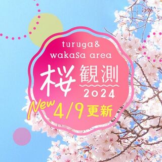 桜観測2024