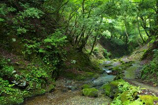 野鹿の滝