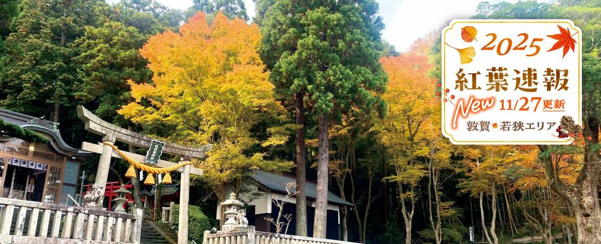 2025年紅葉速報②